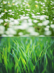 Fiesta weed control works as shown in lawn covered in english daisy weeds in top half of picture and close up of lush green lawn in bottom half